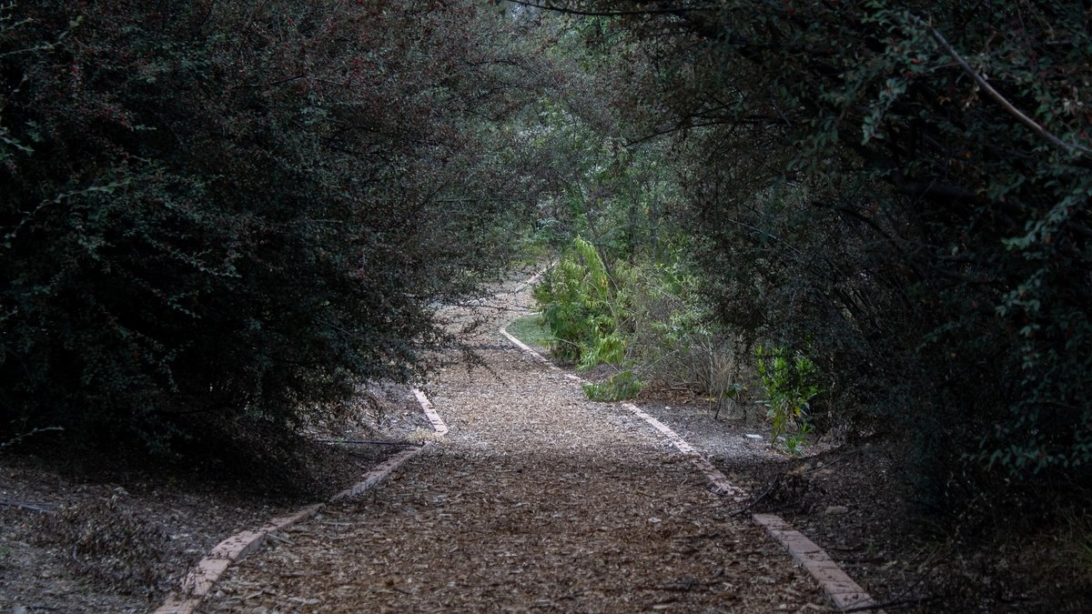 retiran-66-toneladas-de-basura-y-plantan-65-arboles-en-la-cuarta-seccion-del-bosque-de-chapultepec_c636540a-1c0d-4fc1-a890-2ae0cfc8deb6_medialjnimgndimage=fullsize