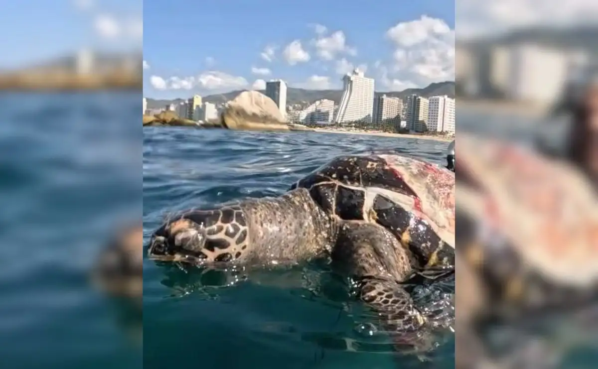ambientalistas denuncian muerte de tortuga carey por hilos de culebrina en acapulco f9592371 2b42 4f