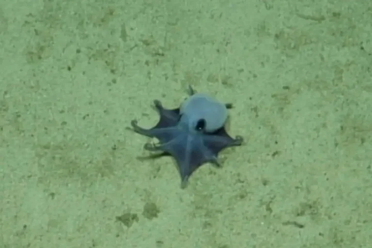 hallan en galapagos un diminuto pulpo azul del tamano de una pelota de golf 63f601a6 891e 4b73 ba16 496ed0f447b8 media