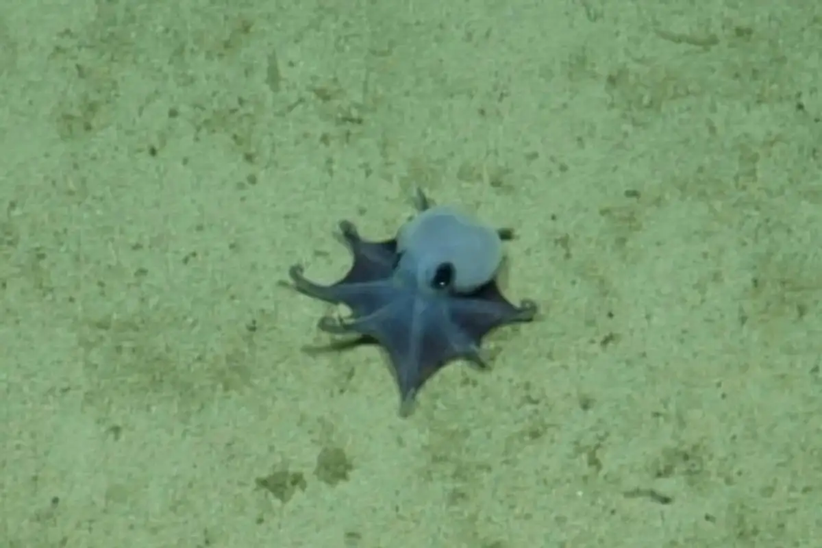 hallan en galapagos un diminuto pulpo azul del tamano de una pelota de golf 63f601a6 891e 4b73 ba16 496ed0f447b8 media