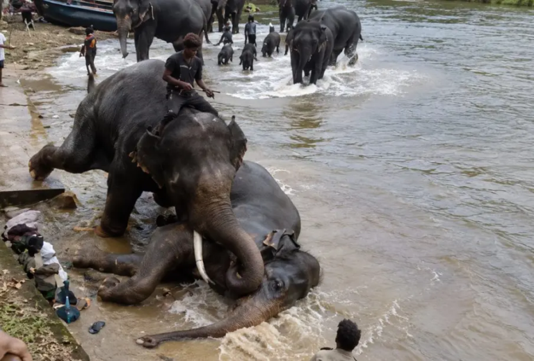 pelea elefantes india 905x613.jpg