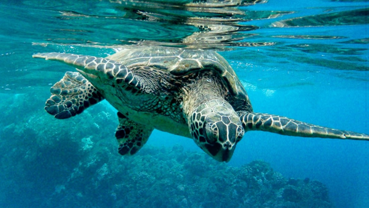 proyecto rebimar impulsa la conservacion de tortugas marinas en brasil 97f83b50 6a4e 4763 bd20 d3c6e250c55e medialjnimgndimage=fullsize