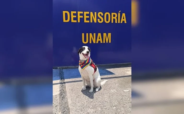 epi ofrece en la unam apoyo a jovenes victimas de violencia de genero ec7521d5 c6f4 4054 ba6b 9be4b416444a medialjnimgndimage=fullsize (1)