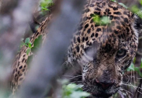 liberan a jaguar en su habitat natural tras recibir atencion medica especializada 6520d24c 58ba 450a 8da6 9340df651ab4 medialjnimgndimage=fullsize