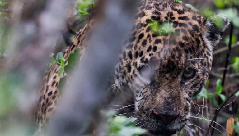 liberan a jaguar en su habitat natural tras recibir atencion medica especializada 6520d24c 58ba 450a 8da6 9340df651ab4 medialjnimgndimage=fullsize