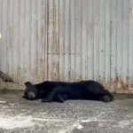 atropellan a un oso negro en monterrey rescatan al ejemplar con posible fractura b1ec8ff4 94f4 42b3 91f5 174c18f84f90 media