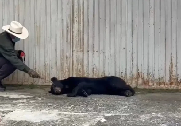 atropellan a un oso negro en monterrey rescatan al ejemplar con posible fractura b1ec8ff4 94f4 42b3 91f5 174c18f84f90 media
