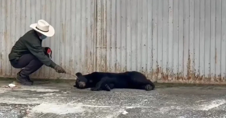 atropellan a un oso negro en monterrey rescatan al ejemplar con posible fractura b1ec8ff4 94f4 42b3 91f5 174c18f84f90 media