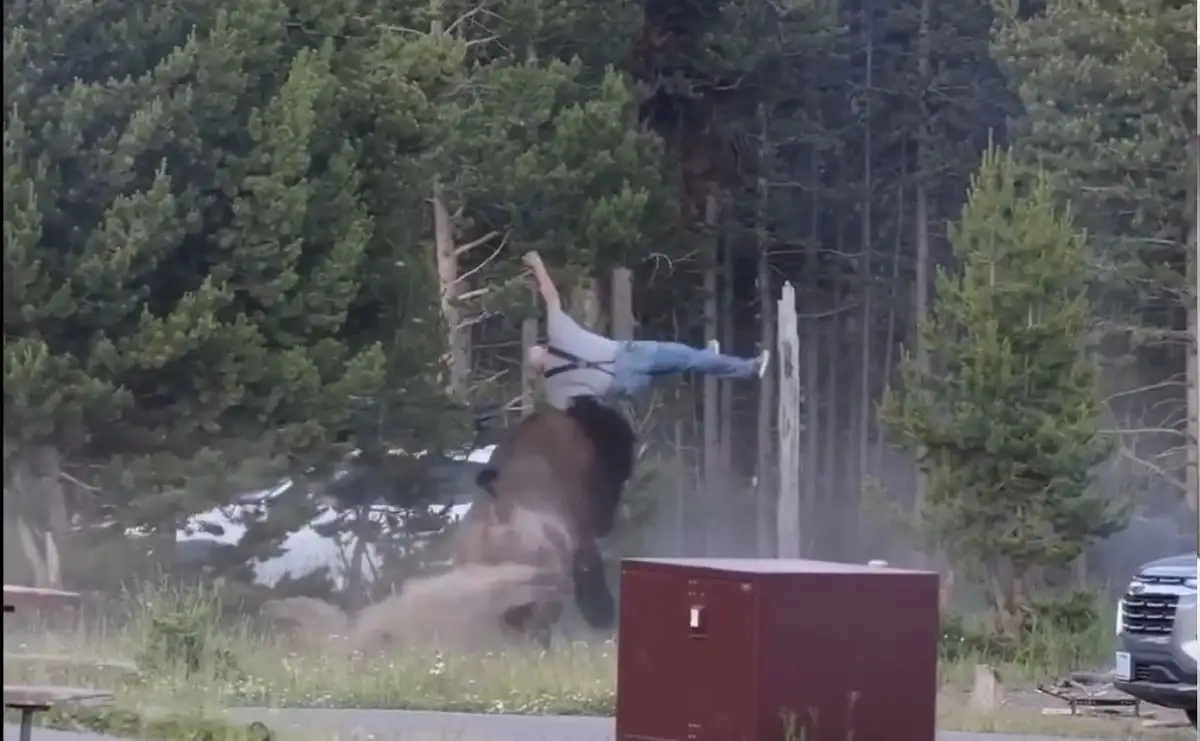 bisonte lanza por los aires a turista que le sacaba fotos en parque nacional de yellowstone ae358e41 f708 4ad5 8ac7 1a670ca4d908 media