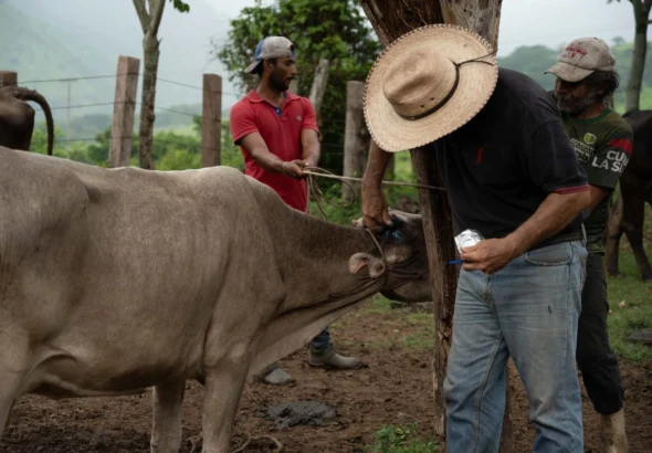 en tamaulipas dos humanos contagiados por gusano barrenador b0bf50f2 ab8a 4f50 86db d2ebd4135720 medialjnimgndimage=fullsize