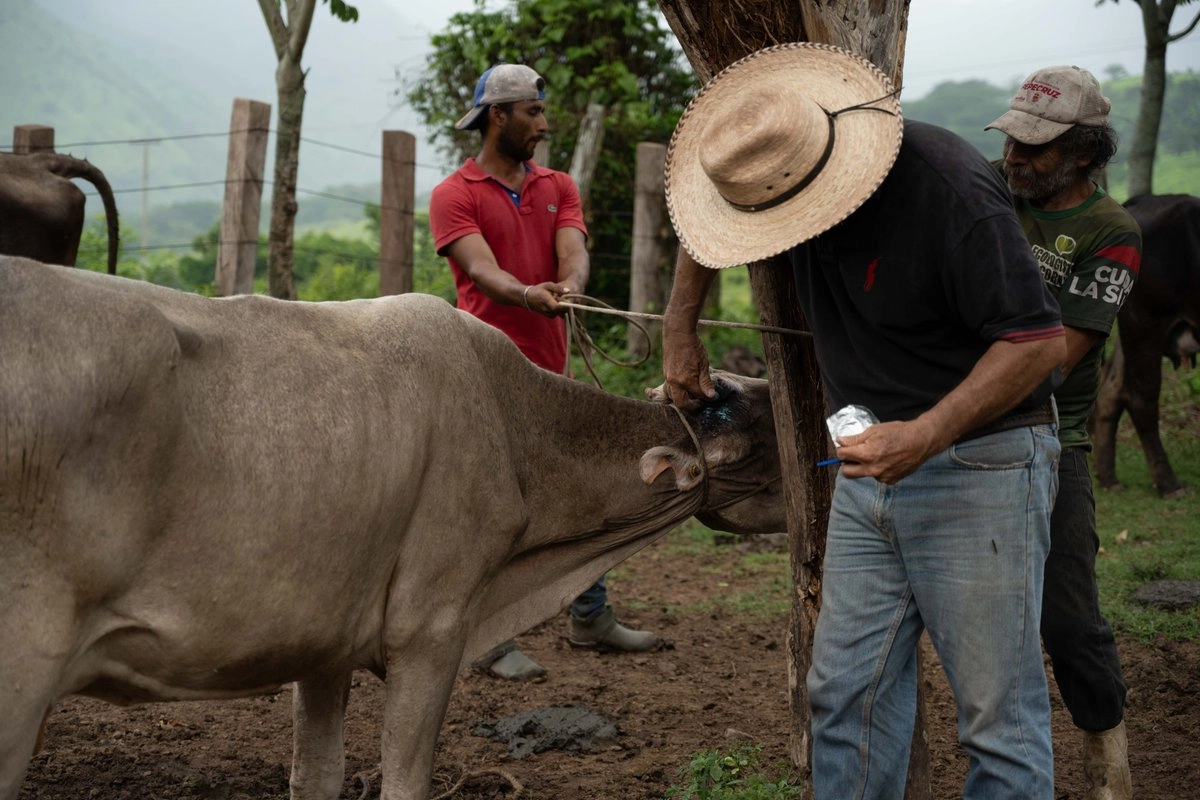 en tamaulipas dos humanos contagiados por gusano barrenador b0bf50f2 ab8a 4f50 86db d2ebd4135720 medialjnimgndimage=fullsize