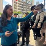 entre maullidos y ladridos 9 gatos y 4 perros encontraron familia en la glorieta de insurgentes e3a0b5ee d308 407e 95d9 1e225cc6da11 media