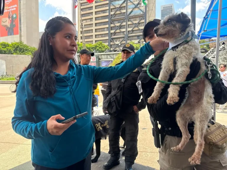 entre maullidos y ladridos 9 gatos y 4 perros encontraron familia en la glorieta de insurgentes e3a0b5ee d308 407e 95d9 1e225cc6da11 media