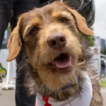 haaland vuelve a casa perro rescatado por la ssc reencuentra a su familia c30c2ac7 6311 4dd2 9bf4 a0179e1aa490 media