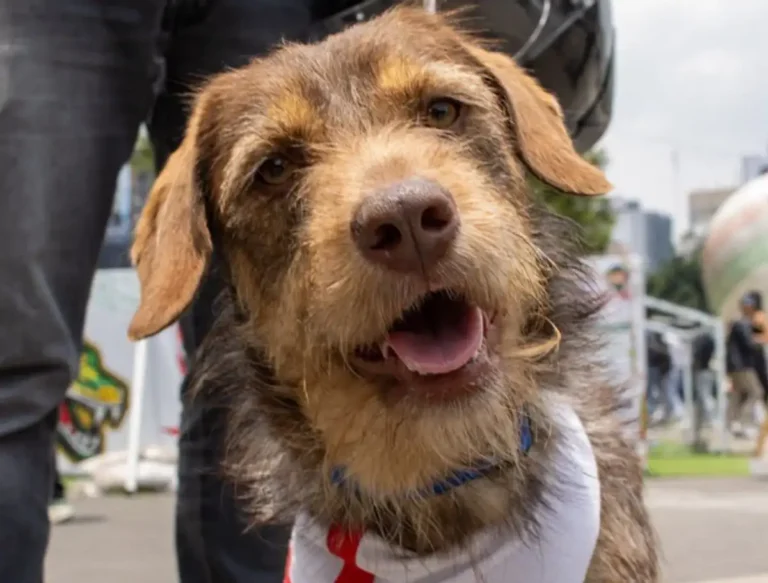 haaland vuelve a casa perro rescatado por la ssc reencuentra a su familia c30c2ac7 6311 4dd2 9bf4 a0179e1aa490 media