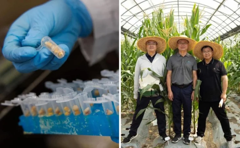 investigadores chinos descubren gen que permite mejorar el valor nutricional del maiz ccb20b37 3650 4bf8 bfb1 55f0e366e90e medialjnimgndimage=fullsize