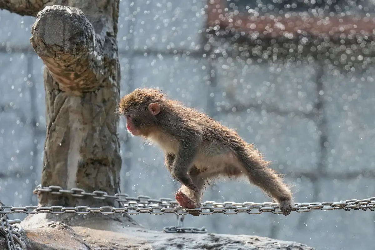 punch el mono que sobrevivio con un peluche festeja su primer cumpleanos y recible miles de felicitaciones adff36a6 e9da 40d1 b93a 676fa4754c18 media