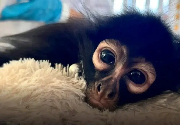 eltercerplaneta.com profepa lanza campana contra el trafico de primates los monos no son mascotas 2026 08 25 11 28 22 129584 e1787678952795