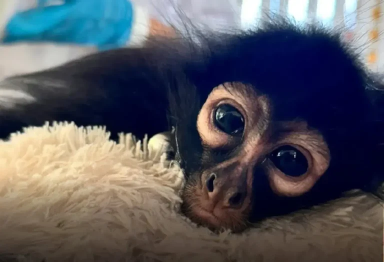 eltercerplaneta.com profepa lanza campana contra el trafico de primates los monos no son mascotas 2026 08 25 11 28 22 129584 e1787678952795