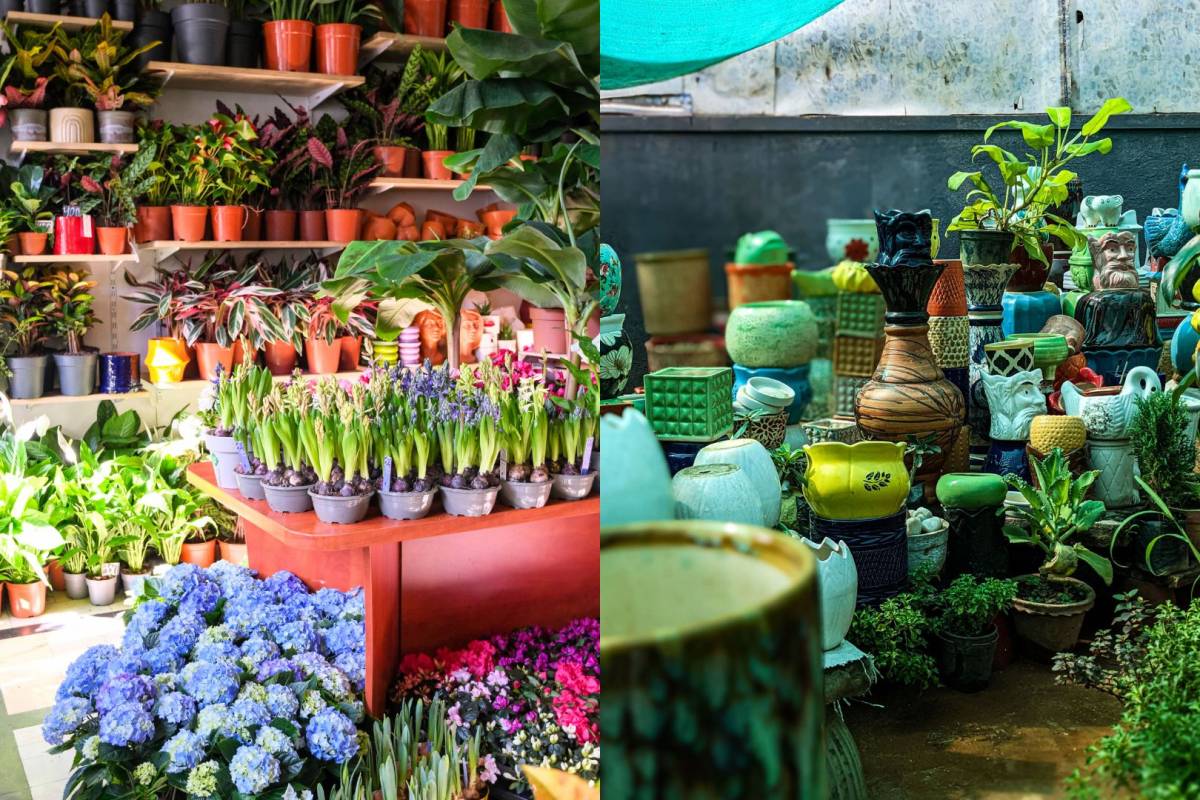 plant fest septiembre 2026 cdmx