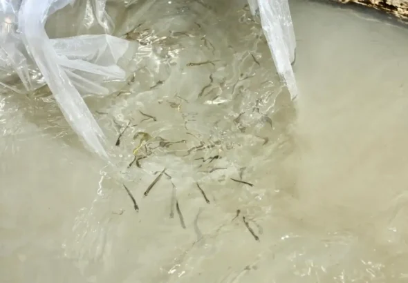 liberan 80 mil crias de pez blanco para repoblar el lago de patzcuaro 2accc049 21a8 4262 a65a 210daaa96b37 media