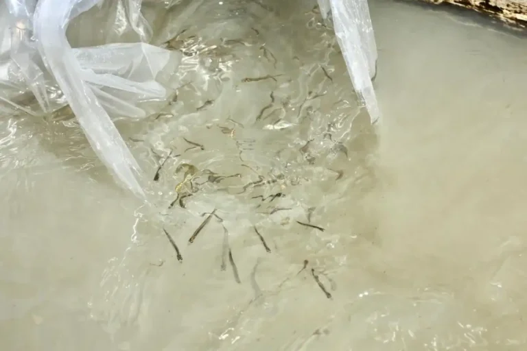 liberan 80 mil crias de pez blanco para repoblar el lago de patzcuaro 2accc049 21a8 4262 a65a 210daaa96b37 media