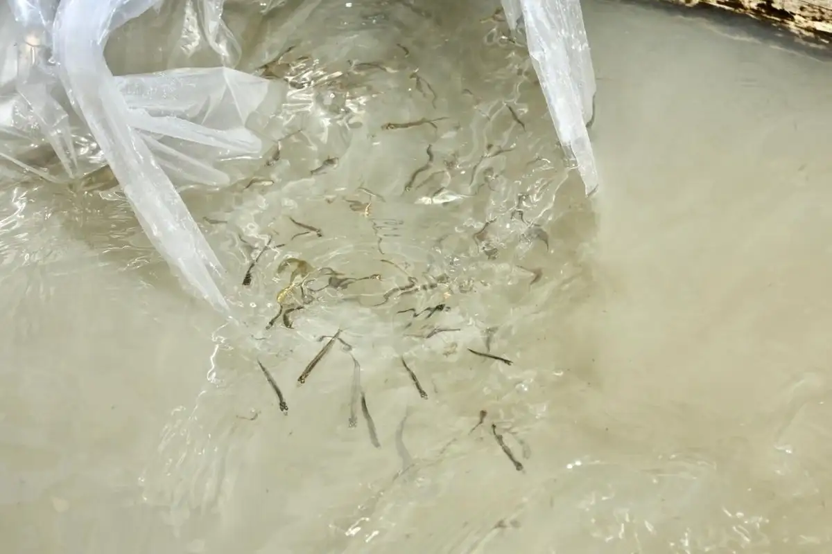 liberan 80 mil crias de pez blanco para repoblar el lago de patzcuaro 2accc049 21a8 4262 a65a 210daaa96b37 media